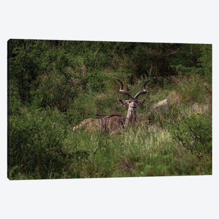 Kudu In The Grass, Horizontal Canvas Print #SMX322} by Sean Marier Canvas Art
