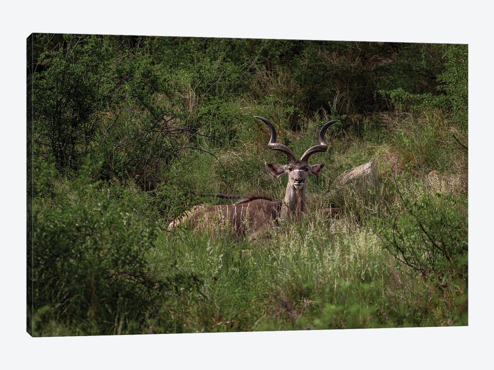 Kudu In The Grass, Horizontal by Sean Marier 1-piece Canvas Print