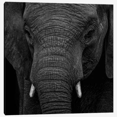 Portrait Of A Baby Elephant Canvas Print #SMX332} by Sean Marier Canvas Art Print