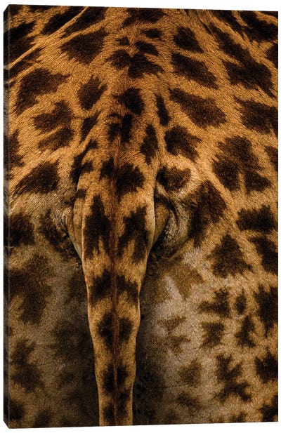 Bush Bums, Giraffe Canvas Art Print - Sean Marier