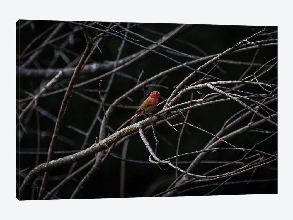Red-Billed Fire Finch by Sean Marier 1-piece Canvas Art