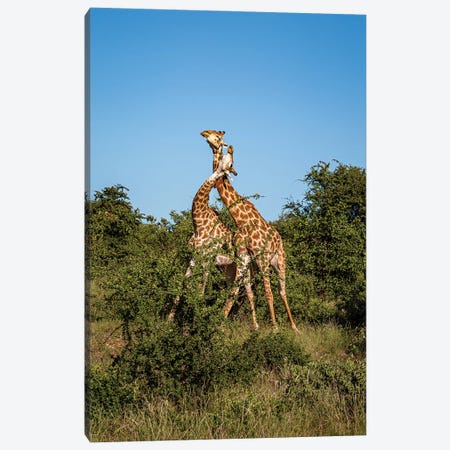 Giraffes Necking Canvas Print #SMX341} by Sean Marier Canvas Artwork