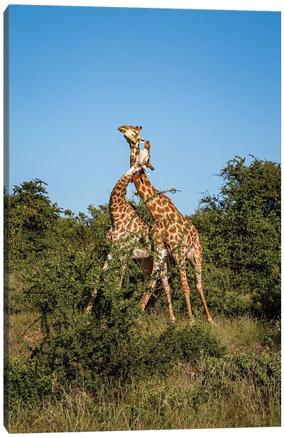 Giraffes Necking Canvas Art Print - Sean Marier