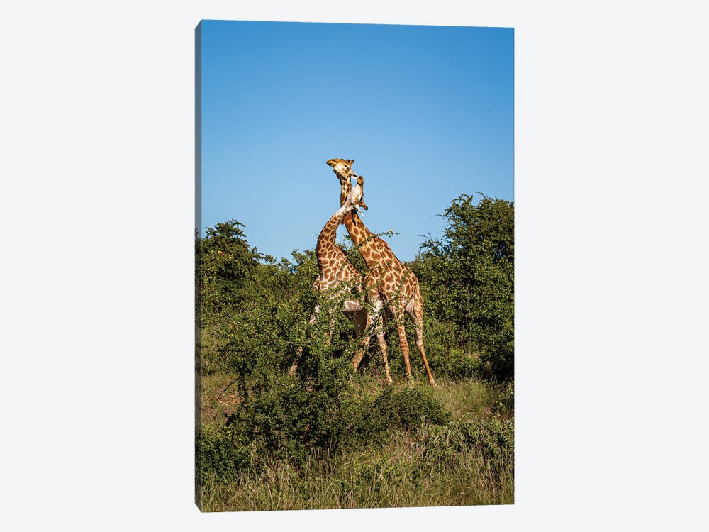 Giraffes Necking by Sean Marier 1-piece Canvas Art