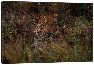 Leopard In The Grass I Canvas Art Print - Leopard Art