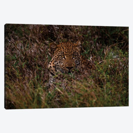 Leopard In The Grass I Canvas Print #SMX345} by Sean Marier Art Print