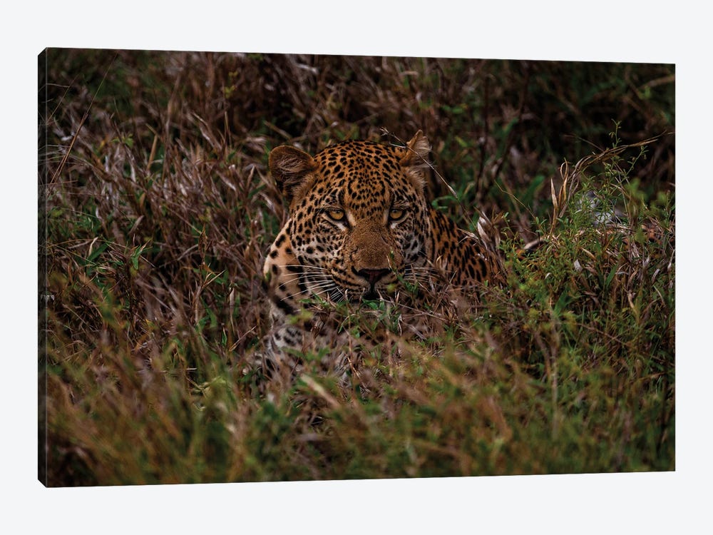 Leopard In The Grass I by Sean Marier 1-piece Canvas Wall Art