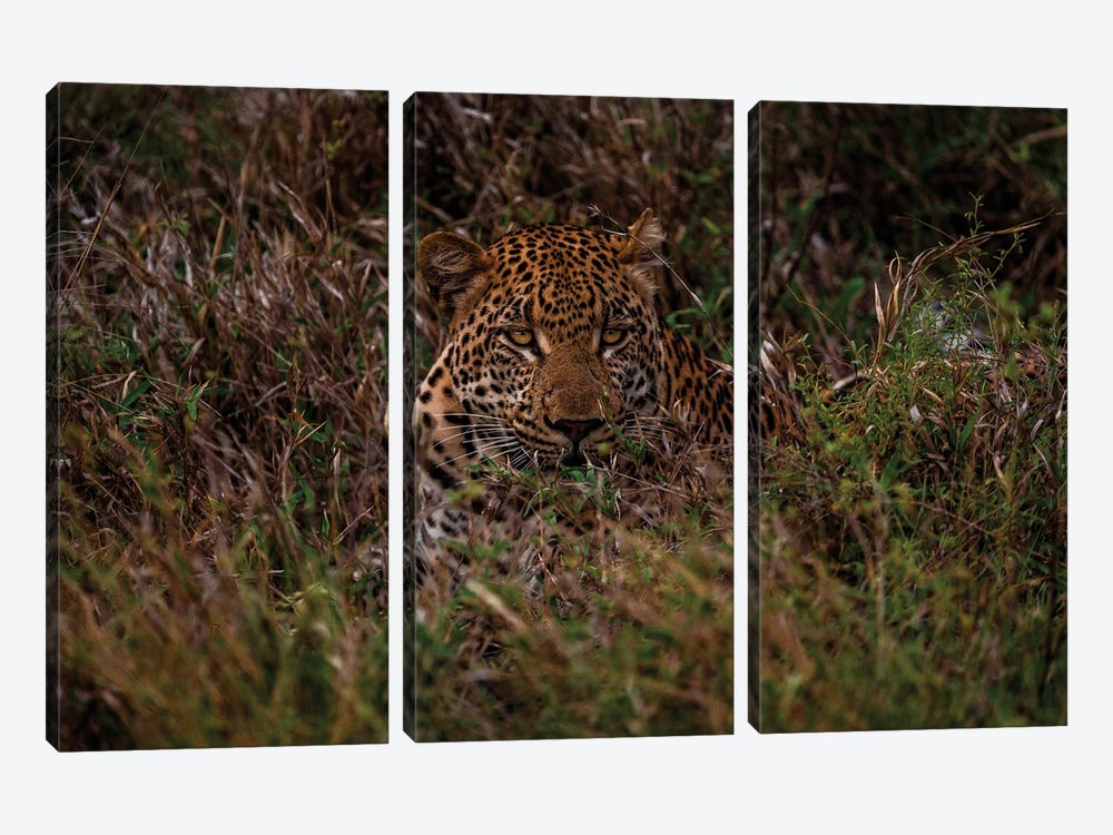 Leopard In The Grass I by Sean Marier 3-piece Canvas Wall Art