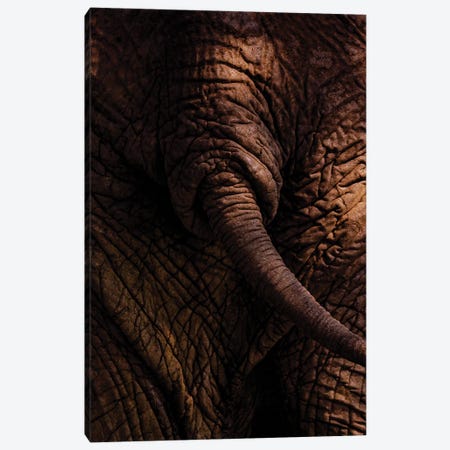 Bush Bums, Elephant Canvas Print #SMX348} by Sean Marier Canvas Wall Art
