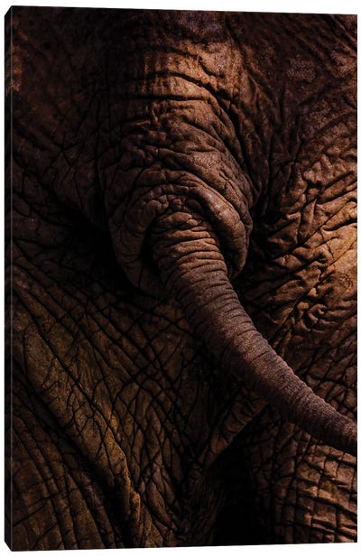 Bush Bums, Elephant Canvas Art Print - Sean Marier
