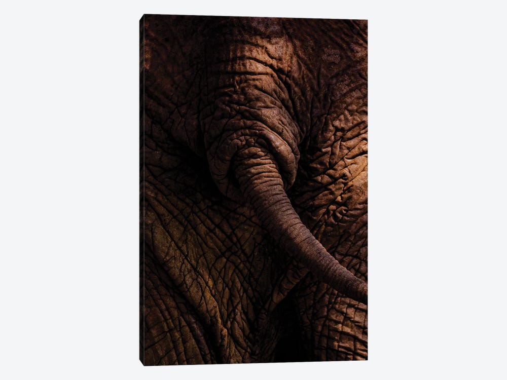 Bush Bums, Elephant by Sean Marier 1-piece Canvas Print