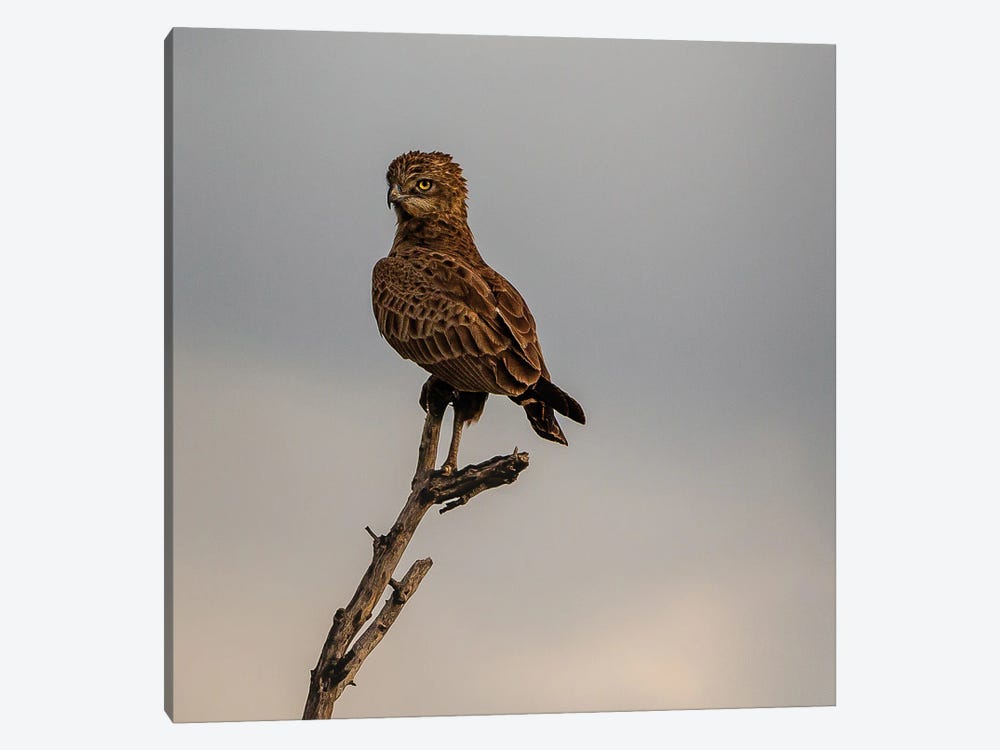 Brown Snake Eagle, Vertical by Sean Marier 1-piece Canvas Artwork