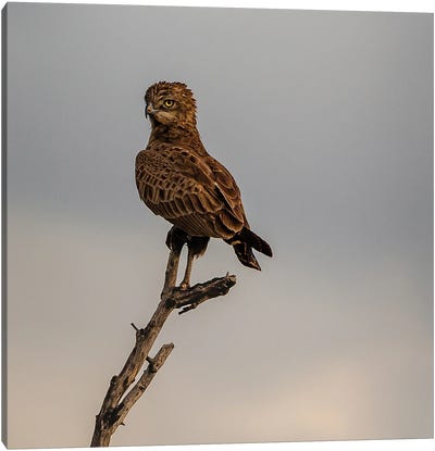 Brown Snake Eagle, Vertical Canvas Art Print - Eagle Art