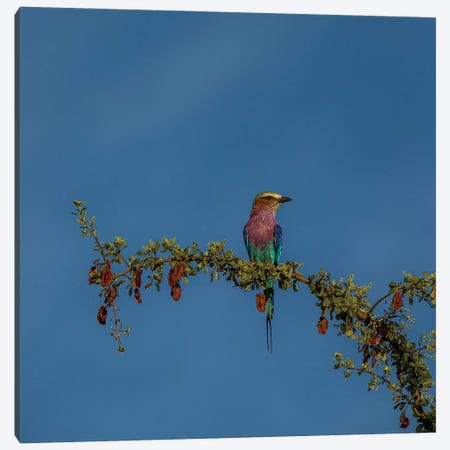 To The Right, Lilac-Breasted Roller Canvas Print #SMX356} by Sean Marier Canvas Wall Art
