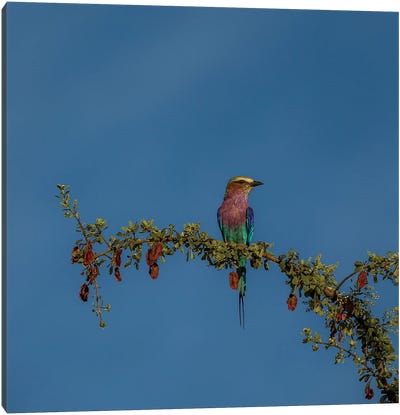 To The Right, Lilac-Breasted Roller Canvas Art Print - Sean Marier