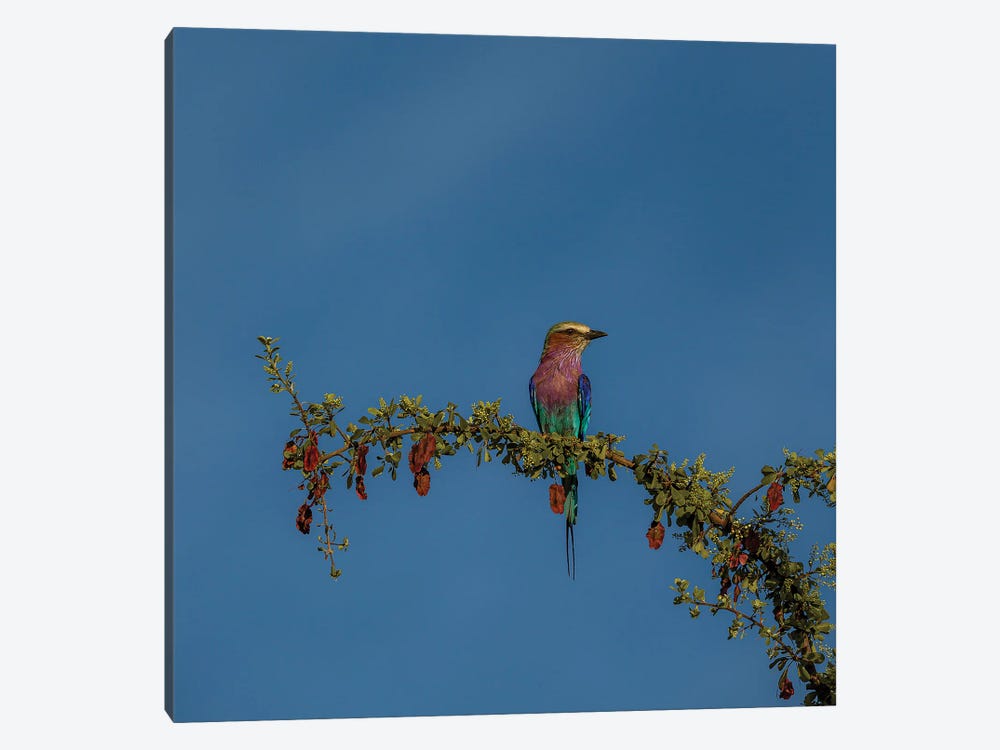 To The Right, Lilac-Breasted Roller by Sean Marier 1-piece Canvas Artwork