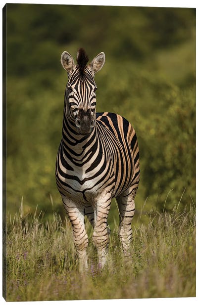 Portrait Of A Zebra Canvas Art Print - Sean Marier