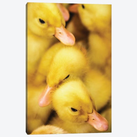 Yellow Chicks Canvas Print #SMX37} by Sean Marier Canvas Wall Art