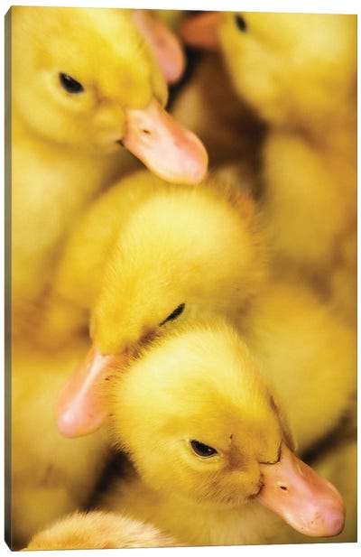 Yellow Chicks Canvas Art Print - Monochromatic Photography