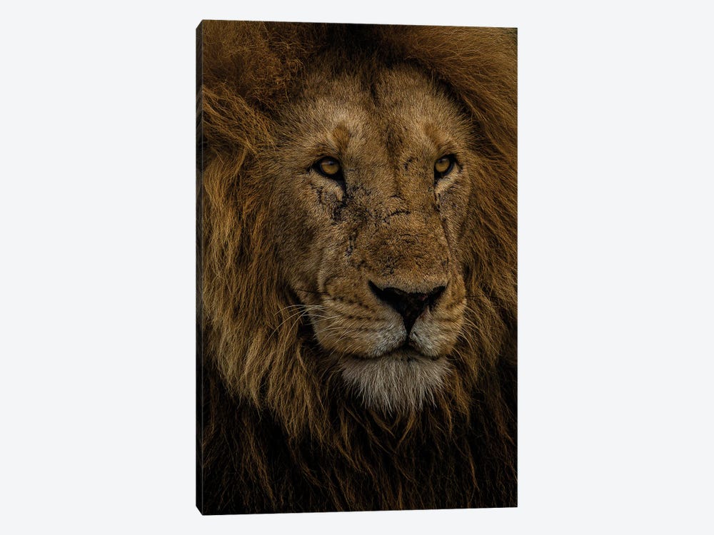 The King by Sean Marier 1-piece Canvas Wall Art
