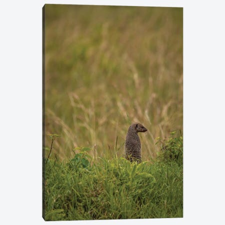 To The Right (Banded Mongoose) Canvas Print #SMX393} by Sean Marier Art Print