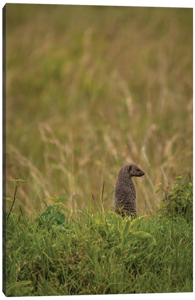 To The Right (Banded Mongoose) Canvas Art Print - Sean Marier