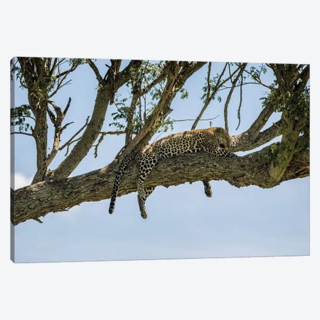 Afternoon Cat Nap Canvas Print #SMX414} by Sean Marier Canvas Print
