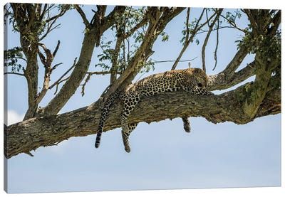 Afternoon Cat Nap Canvas Art Print - Leopard Art