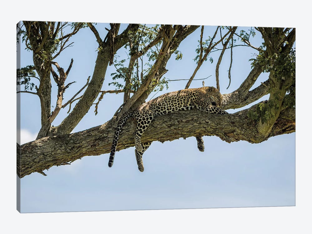Afternoon Cat Nap by Sean Marier 1-piece Canvas Print
