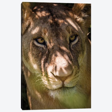 Portrait Of A Lioness Canvas Print #SMX417} by Sean Marier Art Print