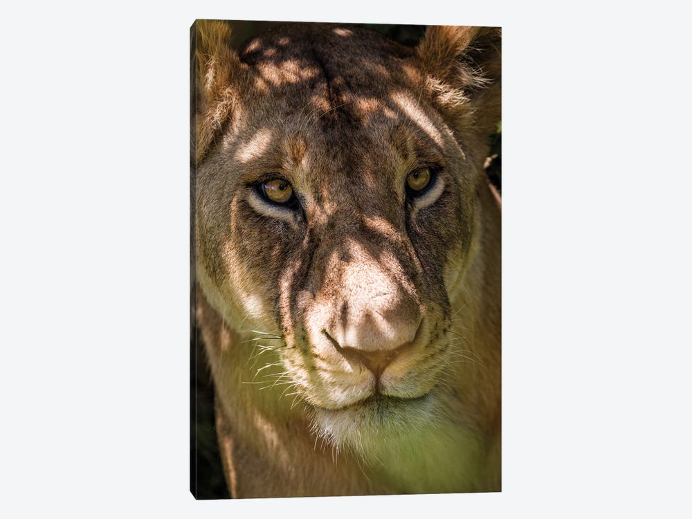 Portrait Of A Lioness by Sean Marier 1-piece Canvas Art