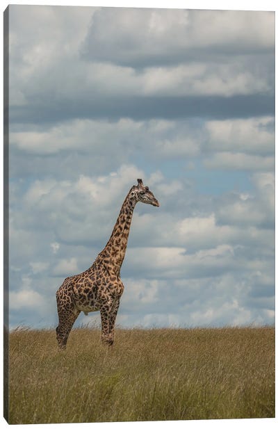Head In The Clouds, Giraffe Canvas Art Print - Sean Marier