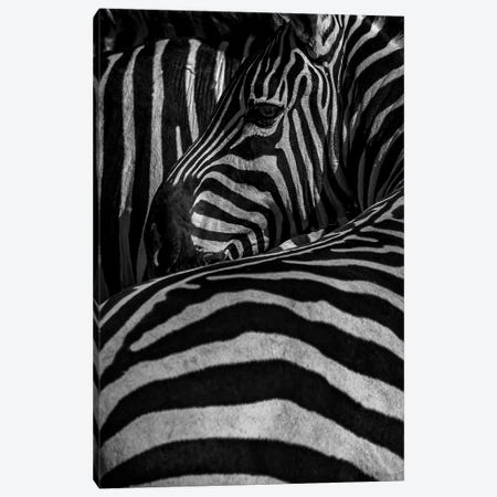 Stripes On Stripes Canvas Print #SMX423} by Sean Marier Art Print