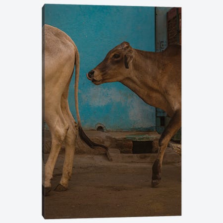 Sacred (Alipura, India) Canvas Print #SMX477} by Sean Marier Art Print