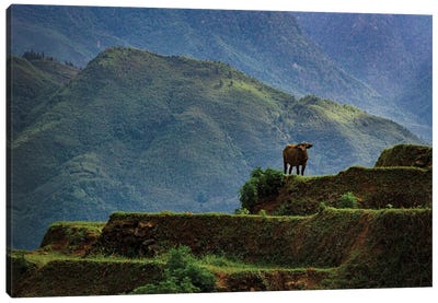 Greener Pastures, Vietnam Canvas Art Print - Vietnam Art