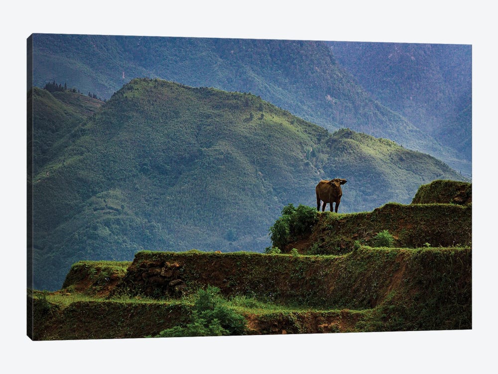 Greener Pastures, Vietnam by Sean Marier 1-piece Canvas Print