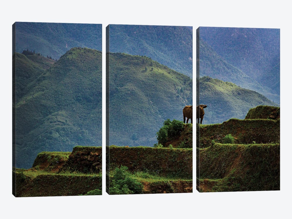 Greener Pastures, Vietnam by Sean Marier 3-piece Art Print