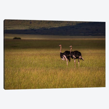 Pair Of Ostriches (Maasai Mara National Park, Kenya) Canvas Print #SMX561} by Sean Marier Canvas Artwork