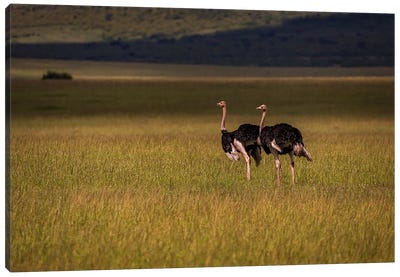 Pair Of Ostriches (Maasai Mara National Park, Kenya) Canvas Art Print - Sean Marier