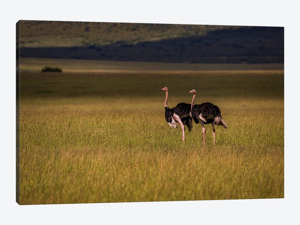 Pair Of Ostriches (Maasai Mara National Park, Kenya) by Sean Marier 1-piece Canvas Wall Art