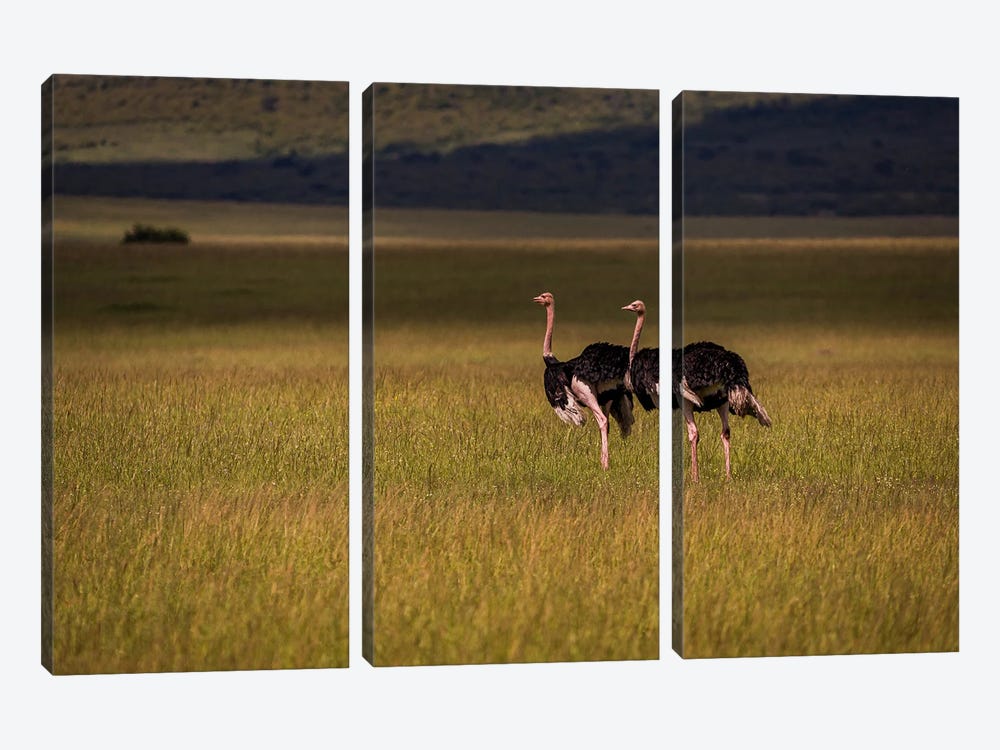 Pair Of Ostriches (Maasai Mara National Park, Kenya) by Sean Marier 3-piece Canvas Artwork