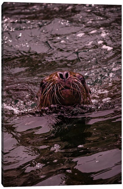 Whiskers Out Canvas Art Print - Seal Art
