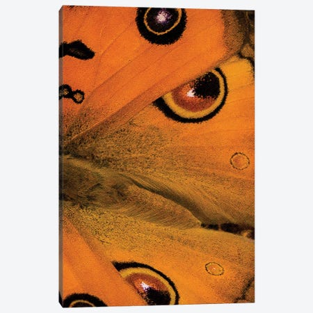 Butterfly Wings Canvas Print #SMX56} by Sean Marier Canvas Artwork