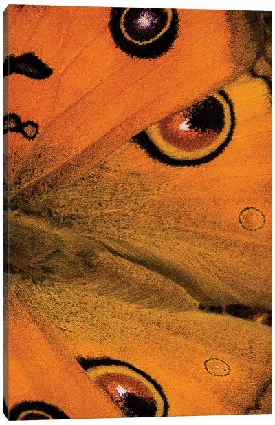 Butterfly Wings Canvas Art Print - Sean Marier