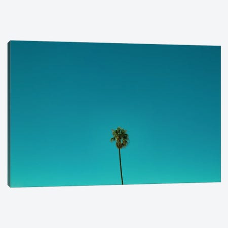 Palm Trees And Blue Skies Canvas Print #SMX66} by Sean Marier Art Print