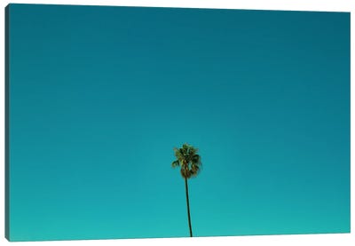 Palm Trees And Blue Skies Canvas Art Print - Sean Marier