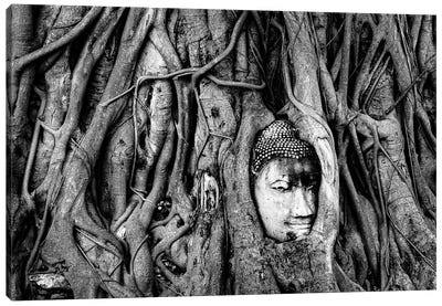 Buddha's Roots Canvas Art Print - Sean Marier
