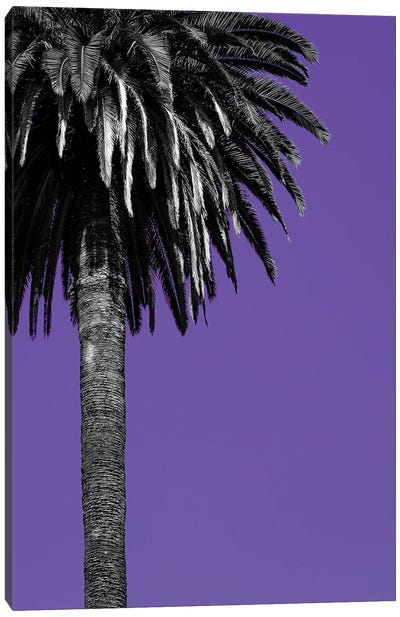 California Purple Canvas Art Print
