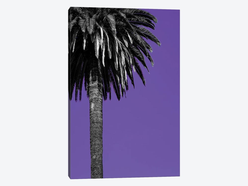California Purple by Sean Marier 1-piece Canvas Print