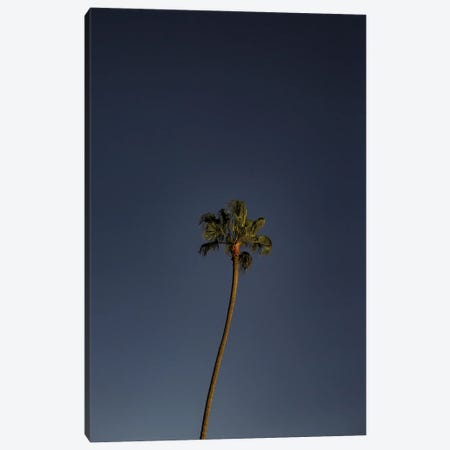 Crooked Palm Canvas Print #SMX97} by Sean Marier Canvas Art